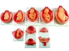 EL PROCESO DE DESARROLLO DEL FETO XC-414 - HUMAN3D