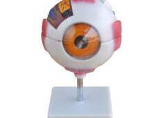 MODELO DE OJO GIGANTE XC-316A DE HUMAN3D