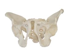 PELVIS MASCULINA ADULTA XC-123 DE HUMAN3D