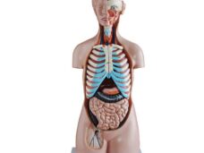 TORSO SIN SEXO DE 85 CM, 20 PARTES XC-206, HUMAN3D