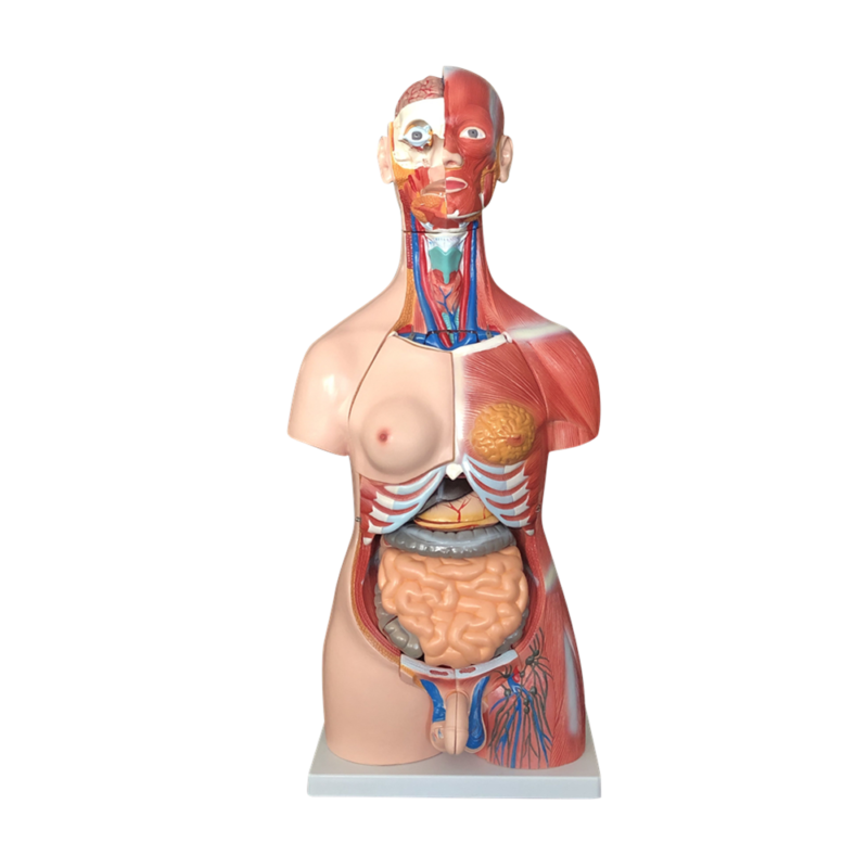 TORSO UNISEX CON MÚSCULOS, 85CM, 30 PARTES XC-210 DE HUMAN3D